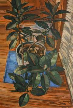 Rubber Plant 4