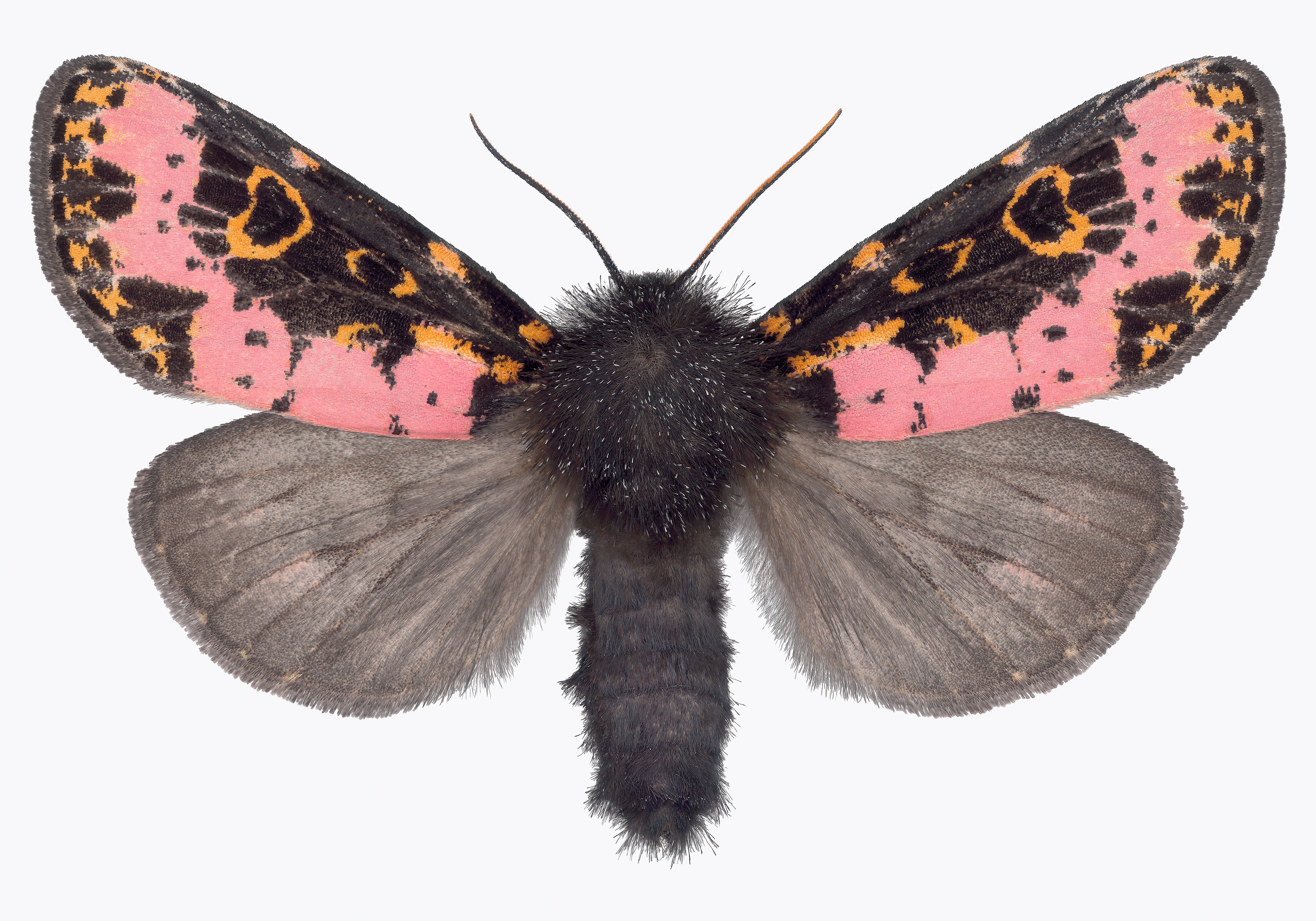 Xanthopastis Regnatrix - Pink Orange Brown White Moth Insect Photograph, 2019