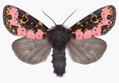 Xanthopastis regnatrix - Photo d'un papillon de nuit rose, orange, marron et blanc, 2019