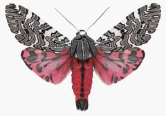 Arachnis Picta – Fotografie eines Motteninsekts mit magentarosa-schwarz-weißem Muster, 2007