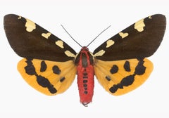 Pericallia Matronula Male - Insect Photograph Yellow Brown Red Moth Wings, 2015