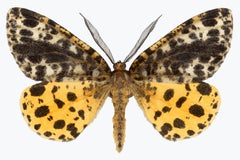 Arichanna Melanaria - Foto di insetto: falena con motivo giallo, marrone e nero, 2019