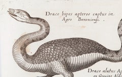 Serpents and Dragons