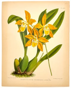Odontoglossum Triumphans Aureum Orchidee