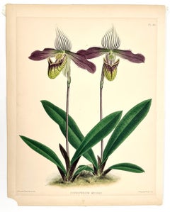 Cypripedium Meirax