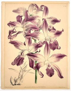 Laelia Autumnalis Atro Rubens