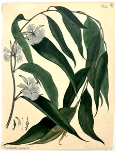 Eucalyptus resinifera (Red Gum Eucalyptus / Botany Bay Gum Tree)