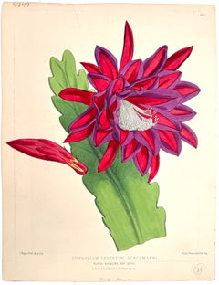 Epiphyllum cruentum ackermanni