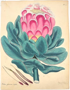 Protea speciosa latifolia; Fom The Botanist’s Repository for New, and Rare Plant
