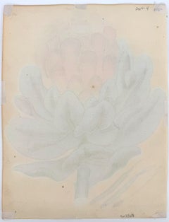 Protea speciosa latifolia; Fom The Botanist’s Repository for New, and Rare Plant