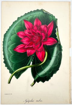 Nymphaea rubra (Red Indian Water Lily); From Paxton's Magazine of Botany