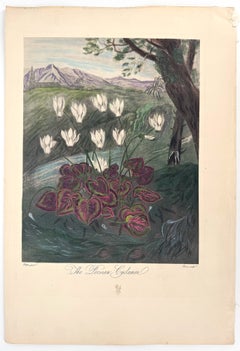 The Persian Cyclamen (Plate 4 from The Temple of Flora, or Garden of Nature)