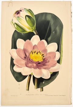 Nymphæa alba var. rosea (Swedish Red / Pink Water Lily)