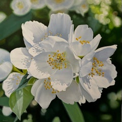„Jasmine“