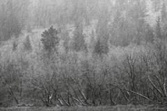 Fall colors in Parker Lake region