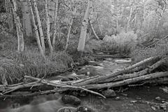 Fall colors in Parker Lake region