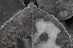 Fall colors in Parker Lake region #3