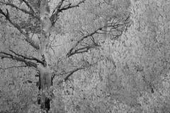 Fall colors in Parker Lake region #4