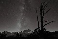 Moonlight, Summit Lake with dead Lodgepole pine.