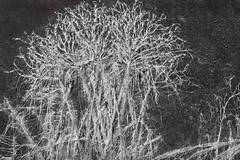 Plant impression on rock near  Thousand Island Lake, sunrise