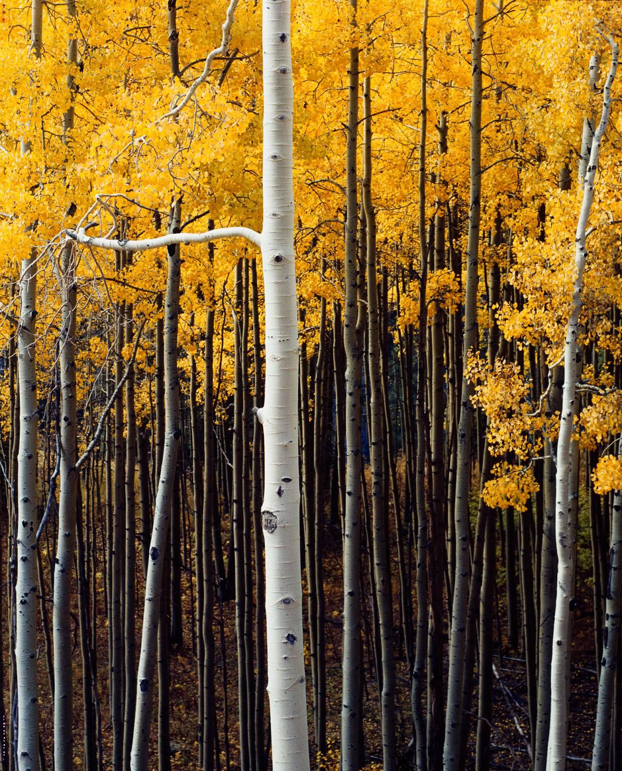 Philip Hyde Landscape Photograph - Aspens, San Miguel River, San Juan Rockies, Colorado