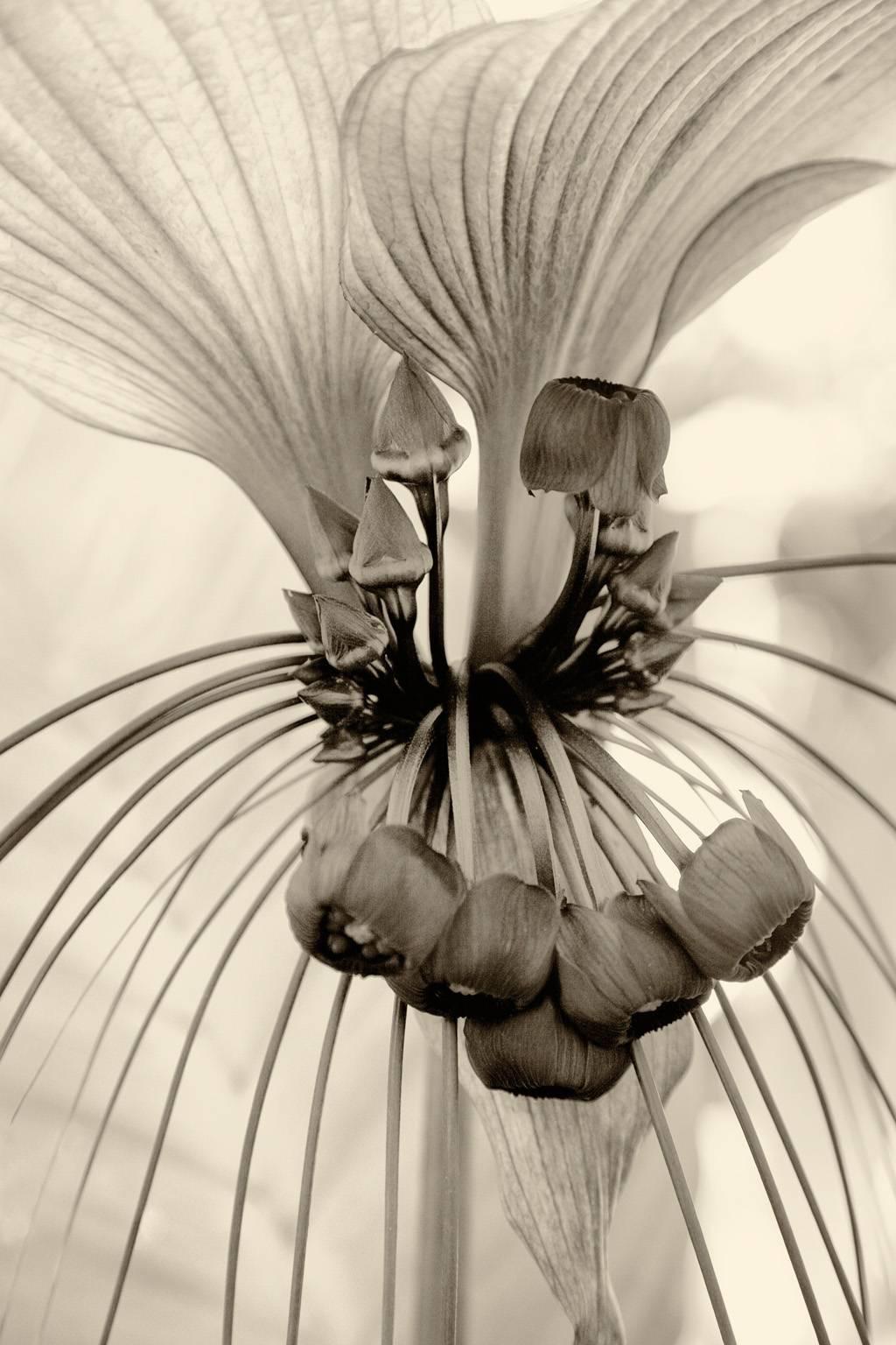Cara Weston Black and White Photograph - Flower, Hawaii