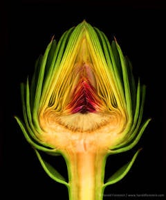 Globe Artichoke