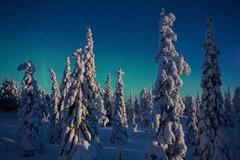 Candlestick Spruce, Oulanka National Park, Finland