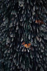 Vintage Monarch Butterflies, Mexico