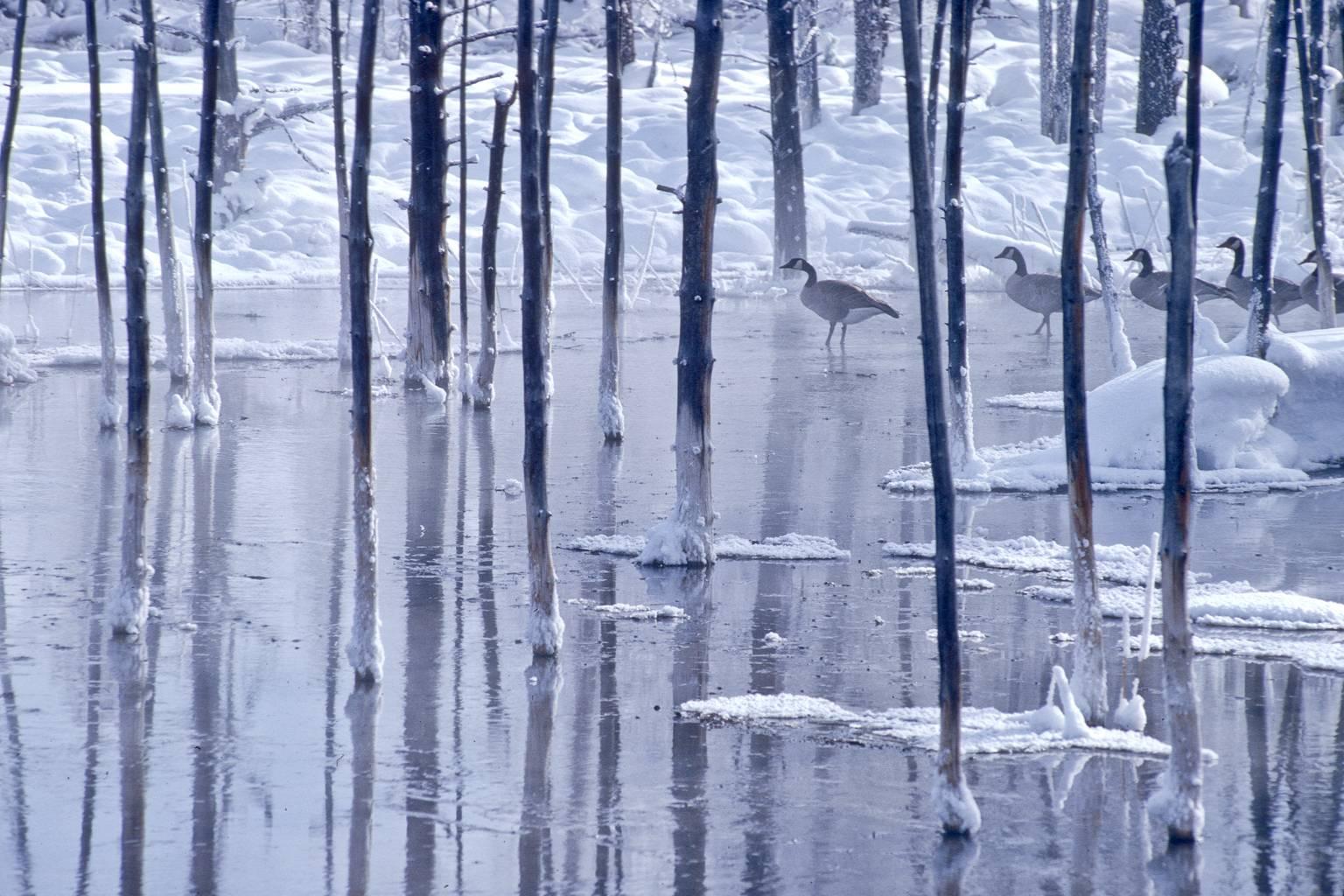 Tom Murphy Landscape Photograph - Canada Geese and Bobby Sox Trees