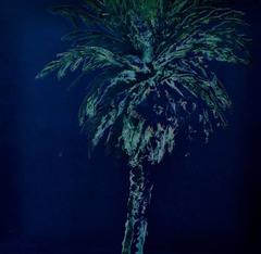 Palm Tree Monoprint 10 6