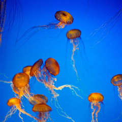 Jellyfish, Color Photograph by Akira Seo