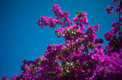 Bougainvillea, Color Phototraph by Akira Seo