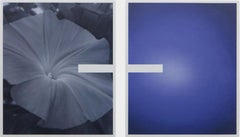 «Morning Glory», óleo sobre lienzo, 150 x 249 cm, pintura floral, 2024.