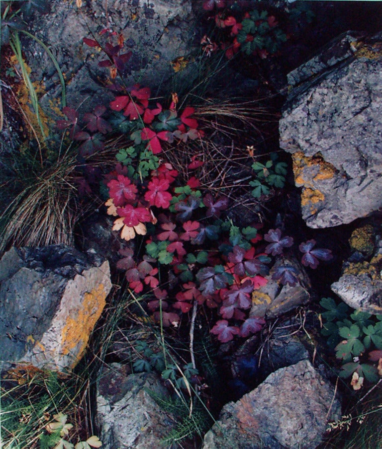 Eliot Porter Color Photograph - Columbine Leaves, Great Spruce Head Island, Maine
