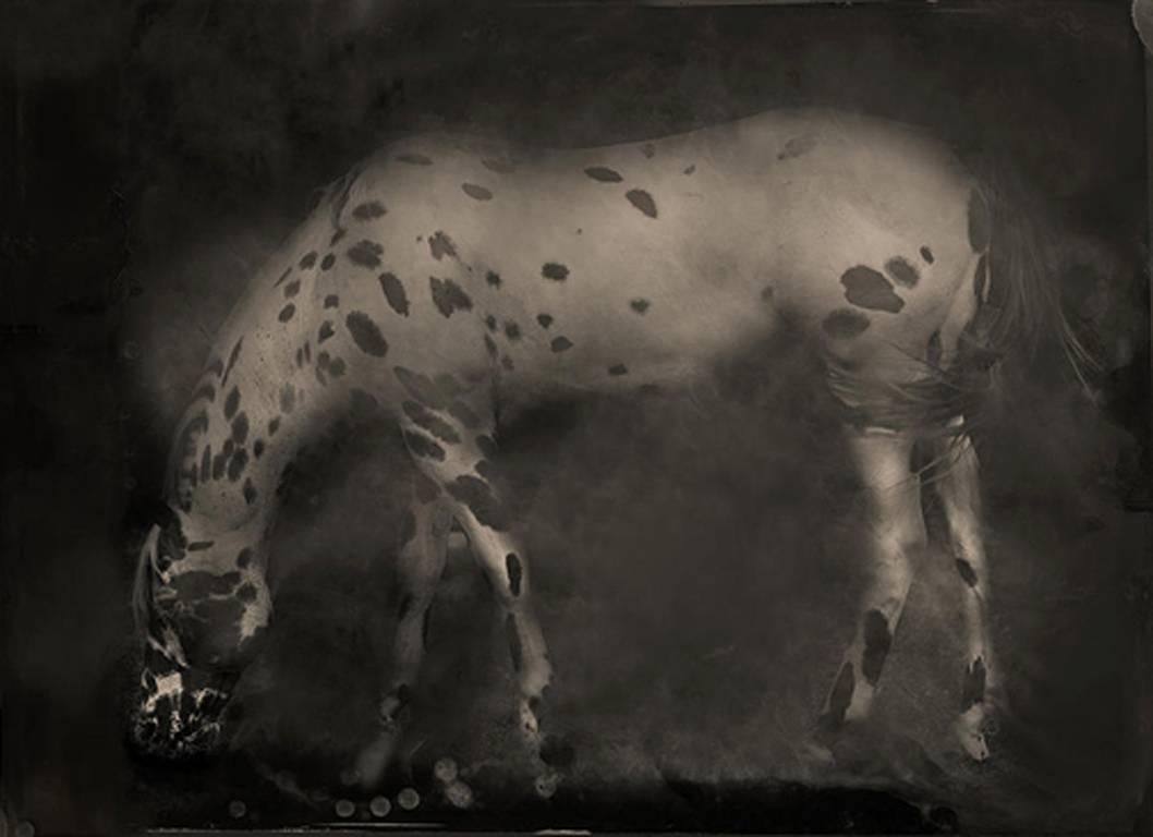 Black and White Photograph de Keith Carter b.1948 - Leopardo Appaloosa