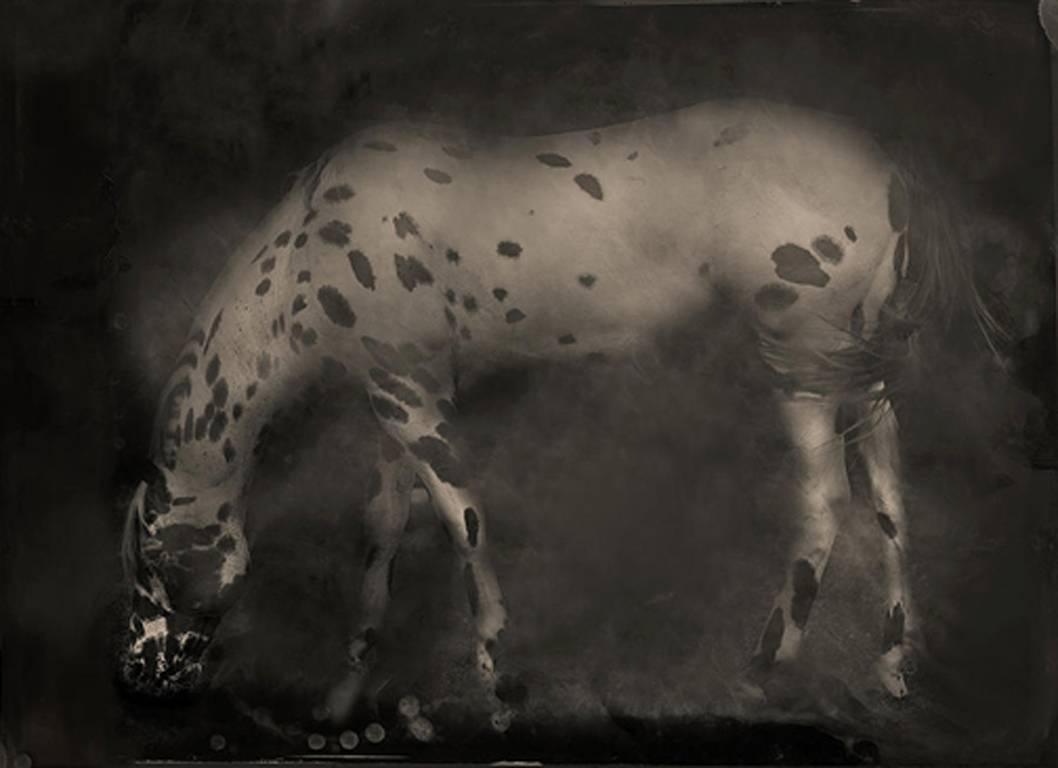 Keith Carter b.1948 Black and White Photograph - Leopard Appaloosa