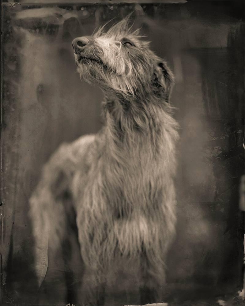 Keith Carter b.1948 Black and White Photograph - Bog Dog by Keith Carter, 2014, Archival Pigment Print