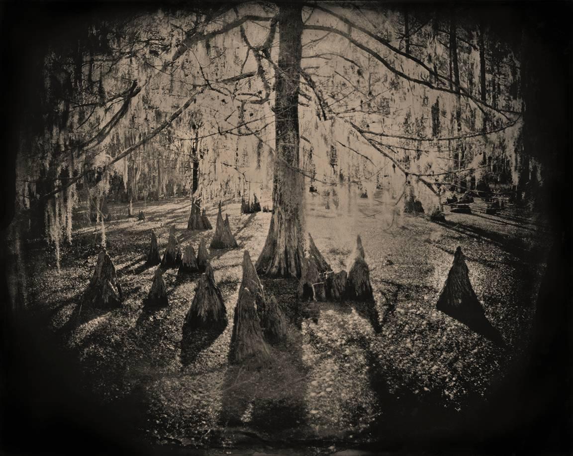 Keith Carter b.1948 Black and White Photograph - Cypress Swamp