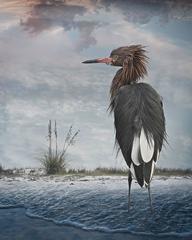 Reddish Egret