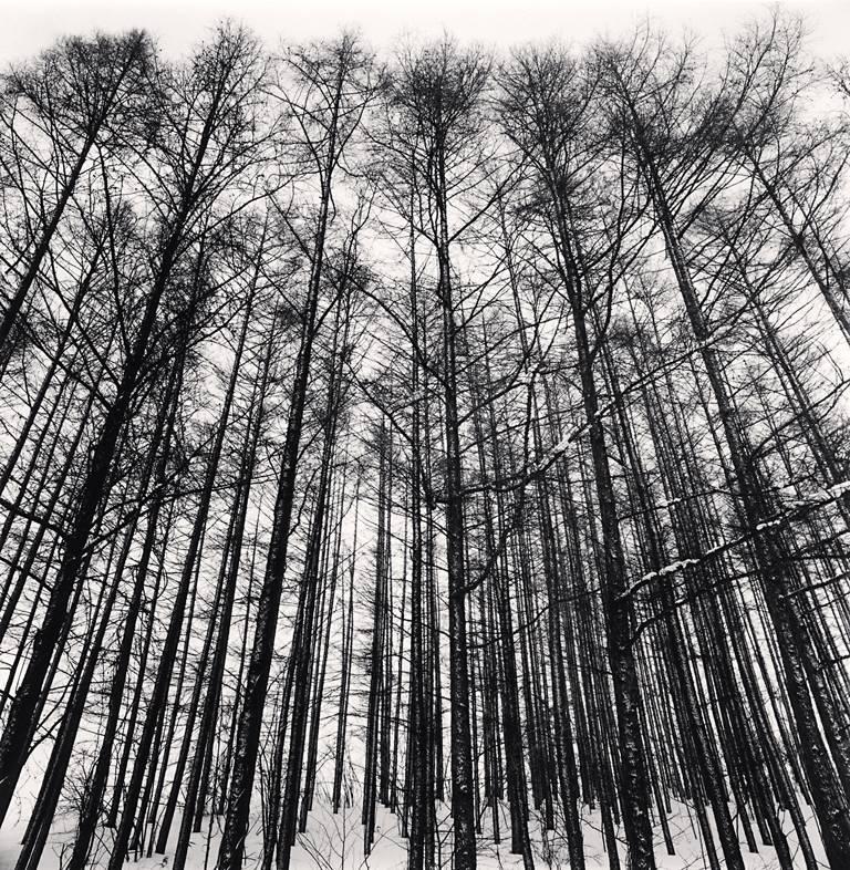 Michael Kenna Landscape Photograph - Karamatsu Forest, Biei, Hokkaido, Japan