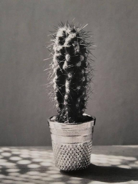 Chema Madoz Still-Life Photograph - Cactus, Madrid, 1995