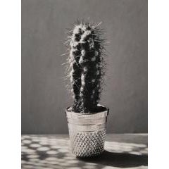 Cactus, Madrid, 1995 4