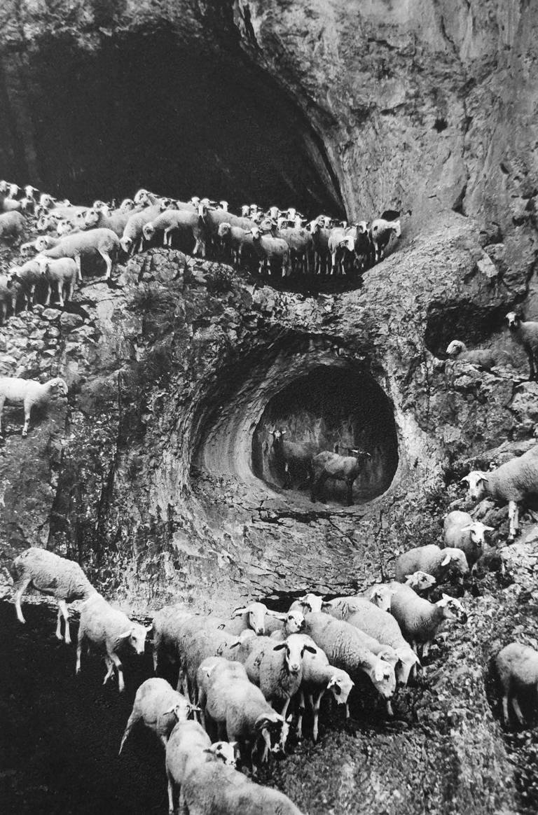 George Krause Figurative Photograph - Sheep, Portugal