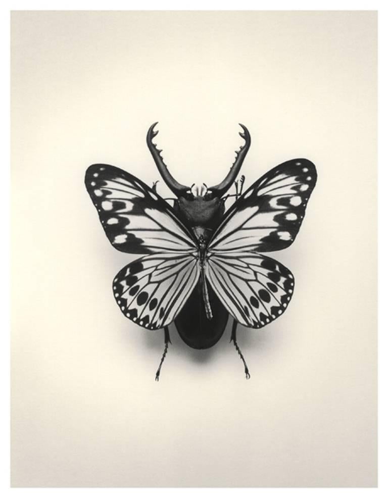 Sans titre (Butterfly / Bug)
