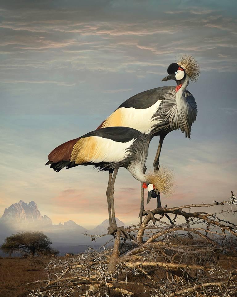 Cheryl Medow Color Photograph - Grey Crowned Cranes