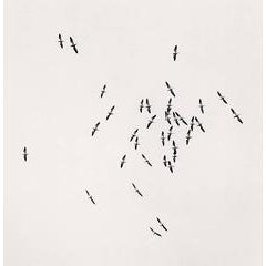 Thirty Six Birds, Isle of Skye, Scotland 8