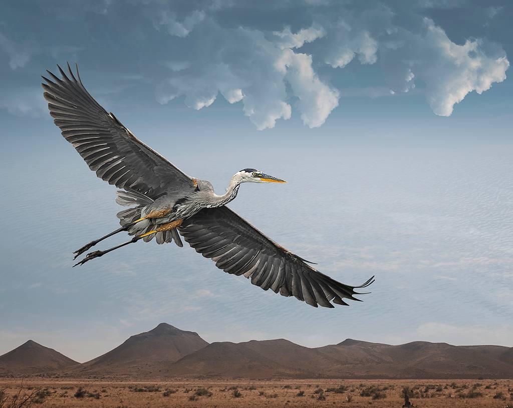 Cheryl Medow Color Photograph - Great Egret in Flight