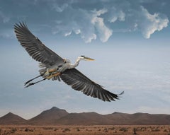 Großer Egret im Flug