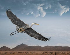 Great Egret in Flight – Farbfotografie, Künstlerin als Frau, Vogel, limitierte Auflage